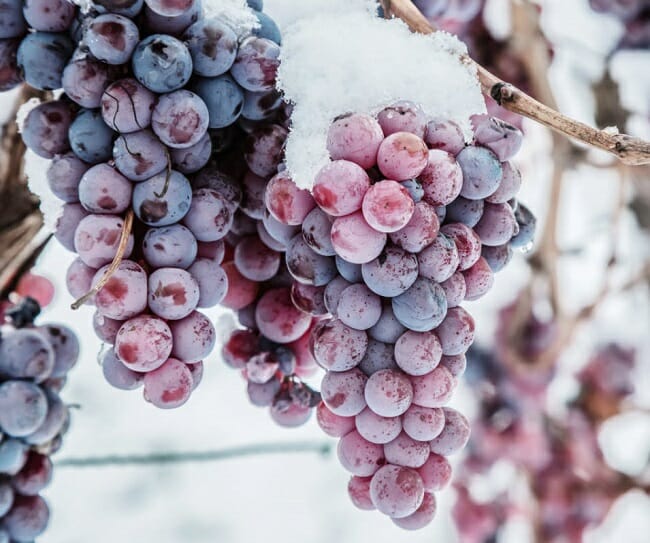 Ice Wine Harvesting