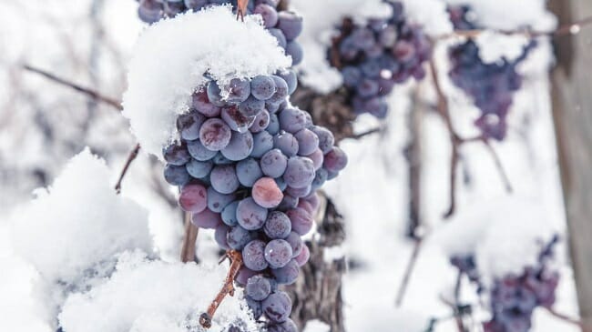 Types of Grapes Used to Make Ice Wine