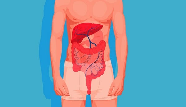 What Does Wine Do To Your Intestines