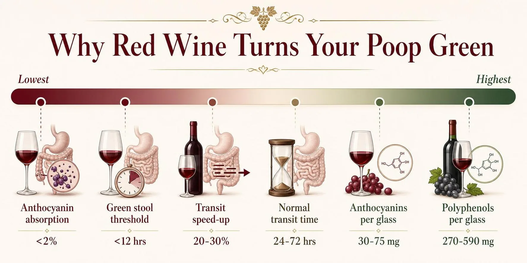 Why Red Wine Turns Your Poop Green — key facts at a glance