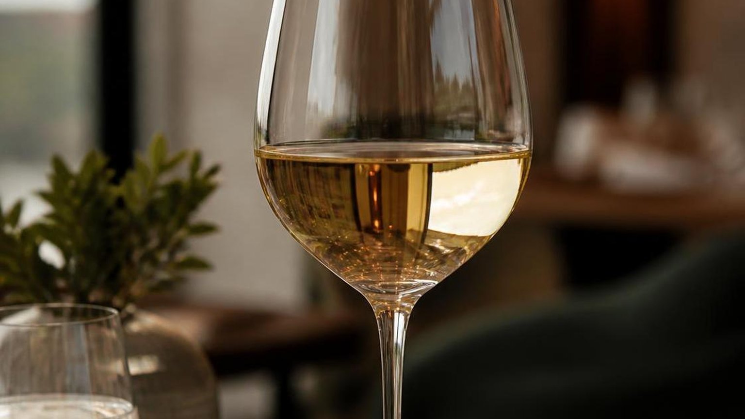 Does White Wine Have Tannins? — explained with facts and figures in this guide